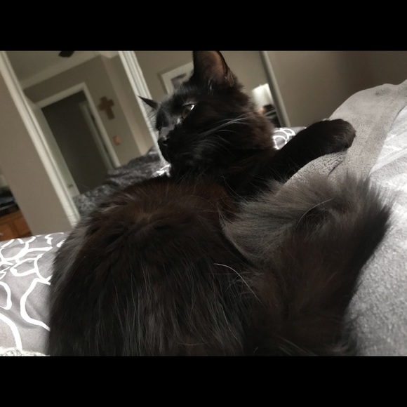 Meet your Posher, Cheryl - Picture 1 of 1